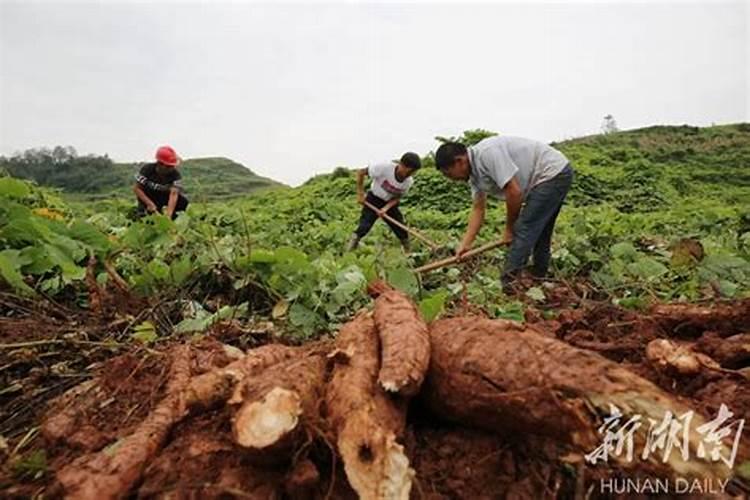 种植葛根管理很重要,种植葛根要注意哪些？