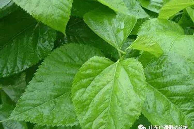 麦苗儿多嫩,桑叶儿正肥是什么季节