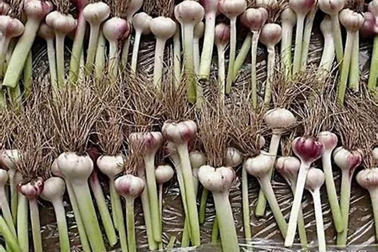 蒜苗施什么肥料最好