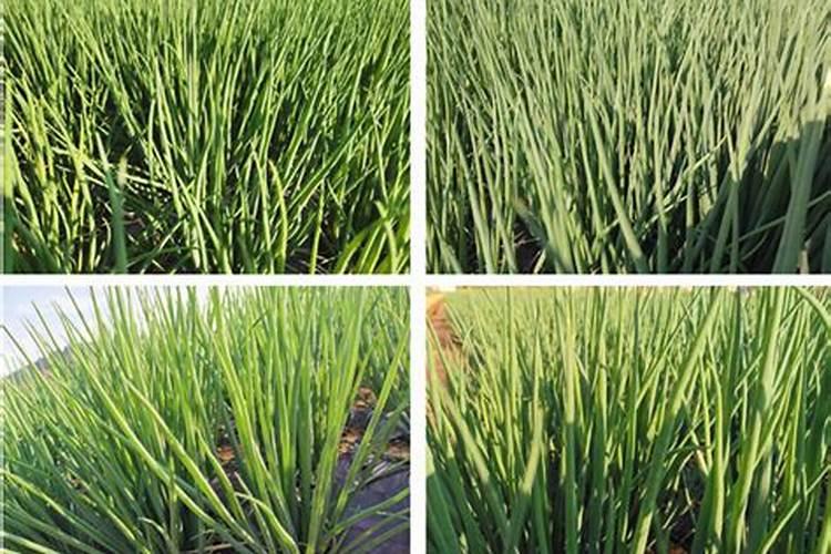 蔬菜叶面肥可以给苍术施肥吗？