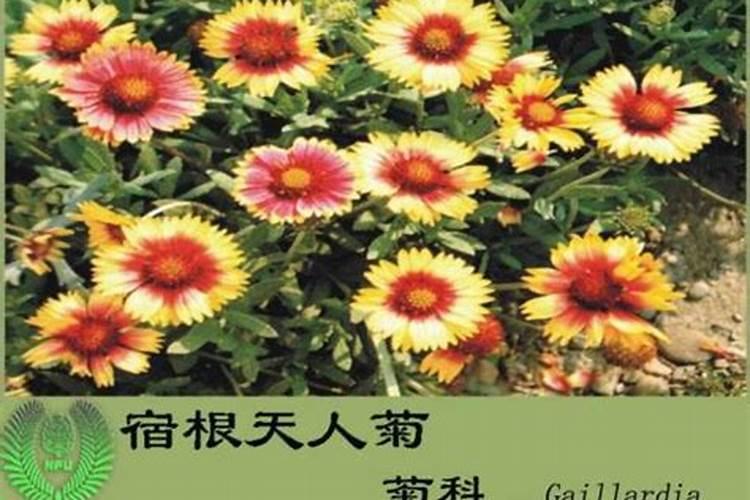 种植人参要用什么肥料？