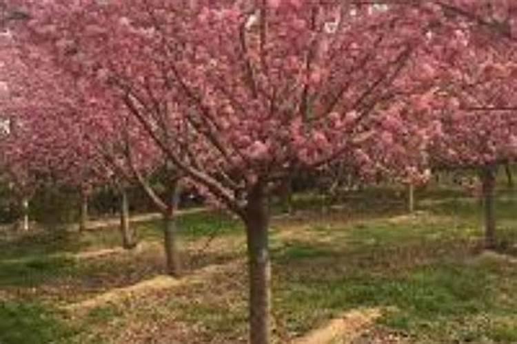 樱花树施什么肥料长得快