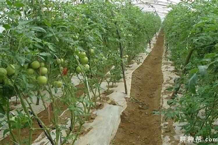 树苗施什么肥料什么时间施肥最好