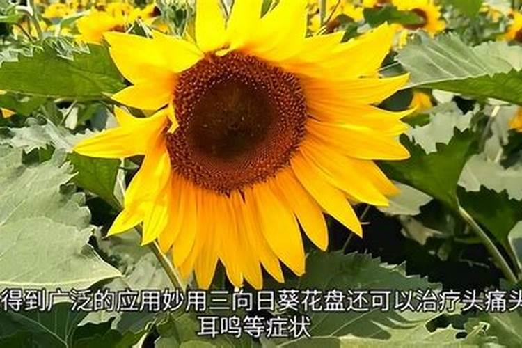 向日葵的需肥规律及施肥技术