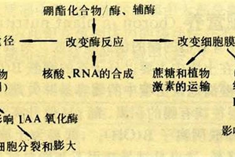 葵花地冲施硼肥一亩地用多少斤