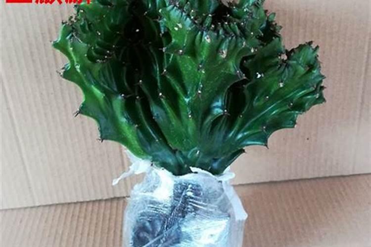 从草木灰中可以提炼出一种钾肥,往此钾肥中滴食醋,有能使石灰水变浑浊...