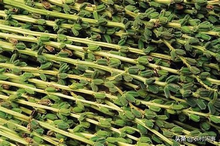 家庭盆栽用了芝麻豆饼肥后还可以用水溶肥吗