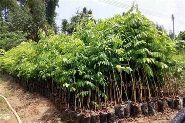 碱地柿子在什么环境下种植出来的