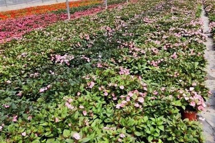 凤仙花移栽的时候能加肥料吗