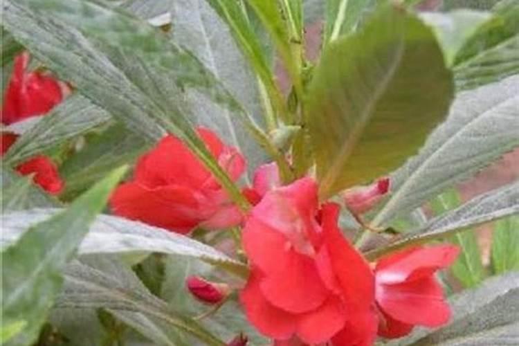 凤仙花浇什么肥料合适