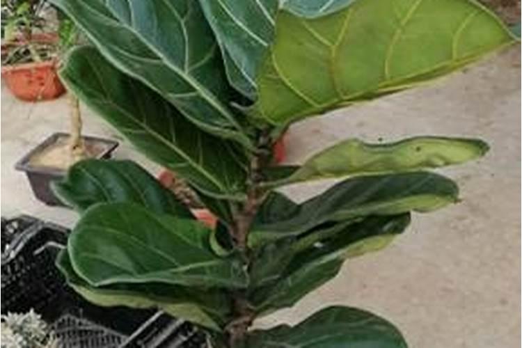玉米田除草剂怎么打？