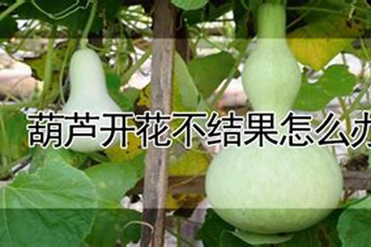 南瓜黄叶病用什么药效果好 病因及防治方法
