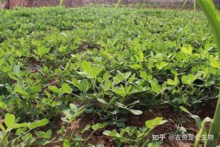 聚谷氨酸型和矿源黄腐酸钾型肥料哪种好