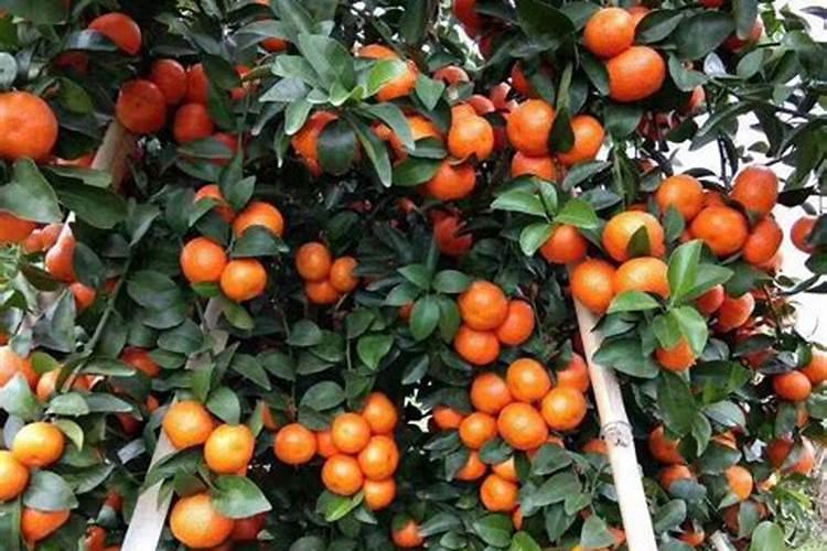 植物缺钾怎么补充？用什么肥补钾效果好？