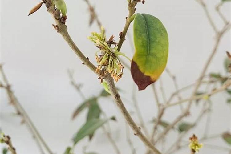 桂花树秋季施肥时间和方法
