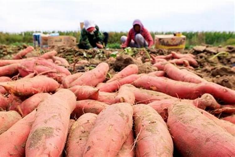 种红薯用什么肥料合适 种红薯用啥肥料合适
