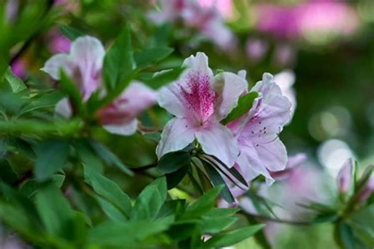 杜鹃花花期能施肥吗,杜鹃花什么时候施肥