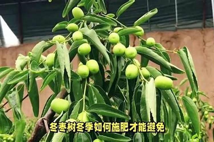 葫芦生长如何施肥