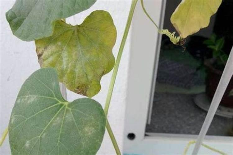 葫芦需要什么肥料 叶面肥使用最佳时间