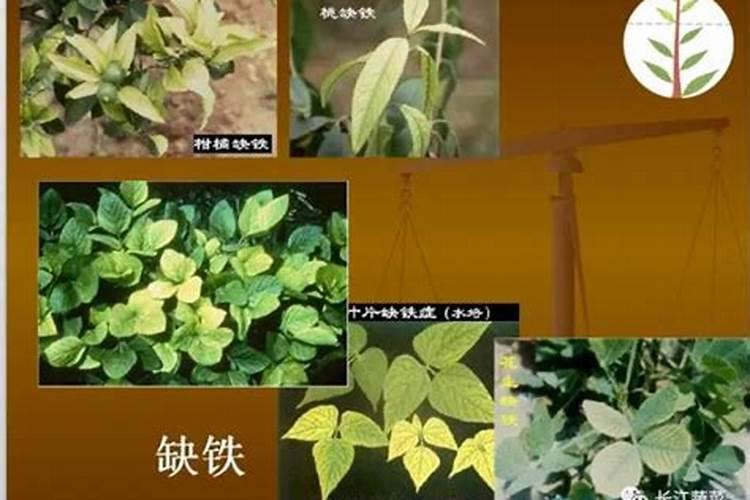 植物缺肥症状及对应的花肥沤制方法:薄肥淡施