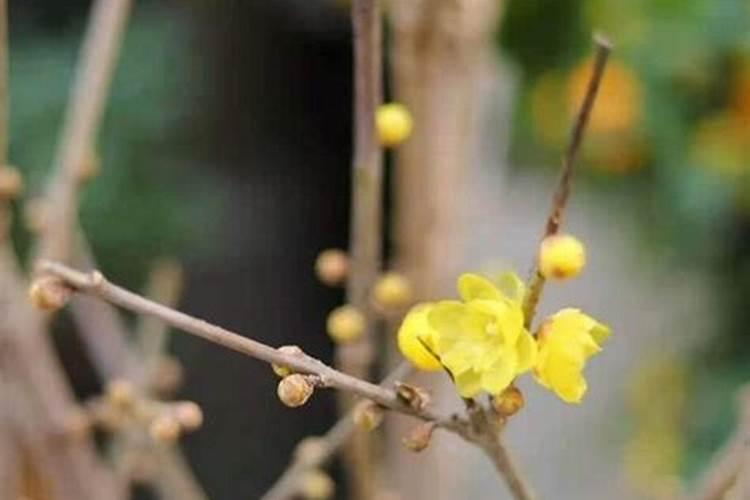 腊梅花枝怎么养