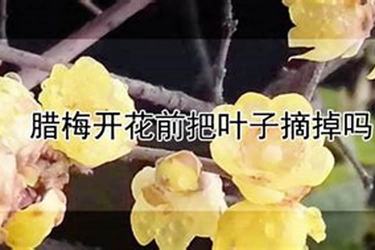 腊梅多久开花一次