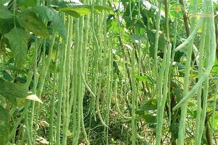 莲藕种植如何施肥使用什么肥