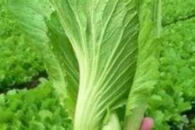 硫酸钾应该如何正确使用？需要注意什么？