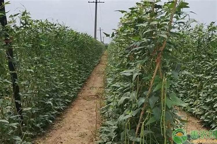 有机肥料的分类