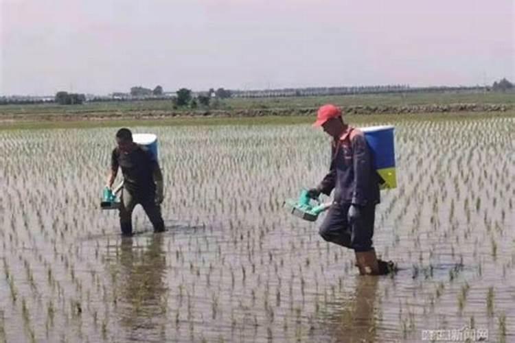 种植水稻时,插秧后几天下肥呢？用什么肥比较好？