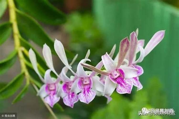 钙片哪种吸收最好