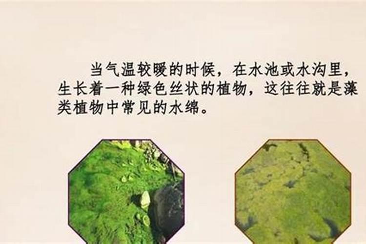 如何科学预防鱼缸出现绿藻？