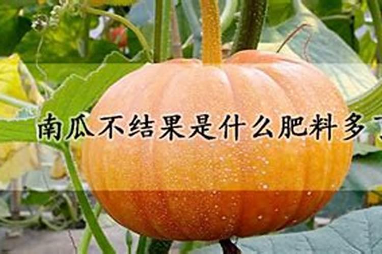 南瓜开花结果期注意什么 南瓜养殖需要注意什么