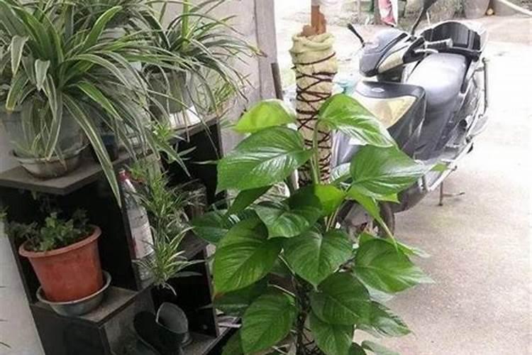 植物中量元素(钙镁硫硅)