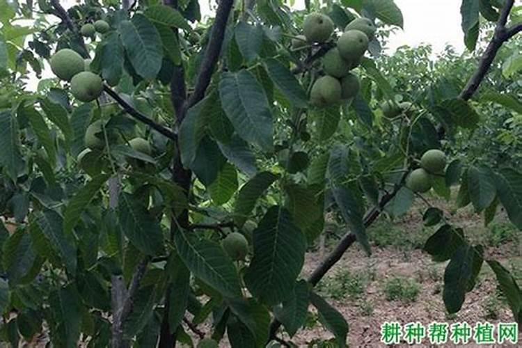芸苔素和磷酸二氢钾能喷大棚毛豆吗？