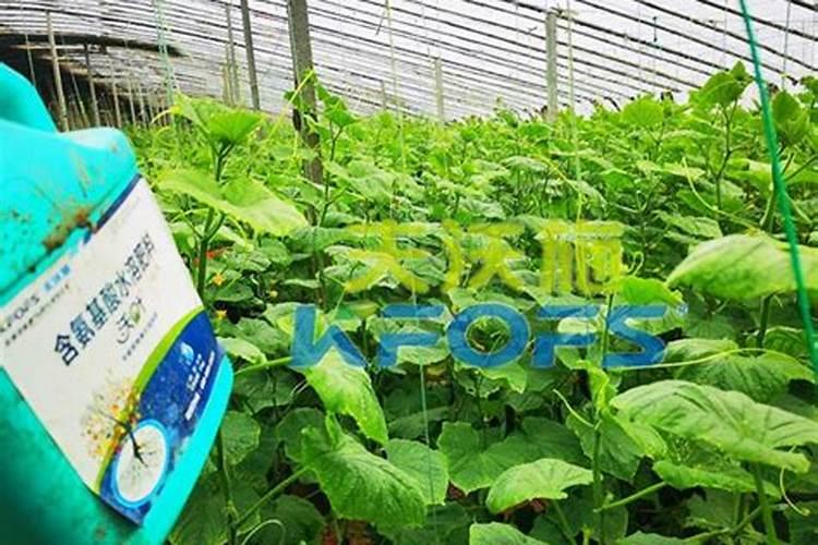 请问老师们西瓜什么时候浇膨瓜水,冲什么肥料好。