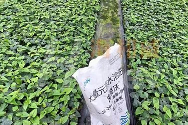 含钾的水溶肥都具备什么特点