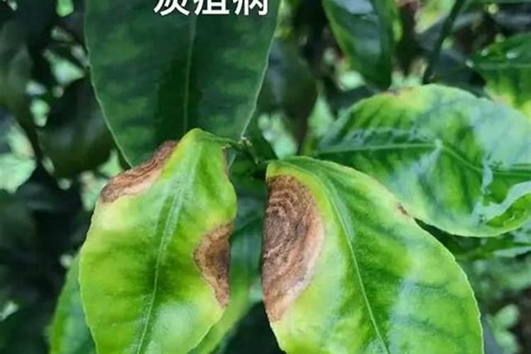 沃柑叶子为什么会出现脱落枯死
