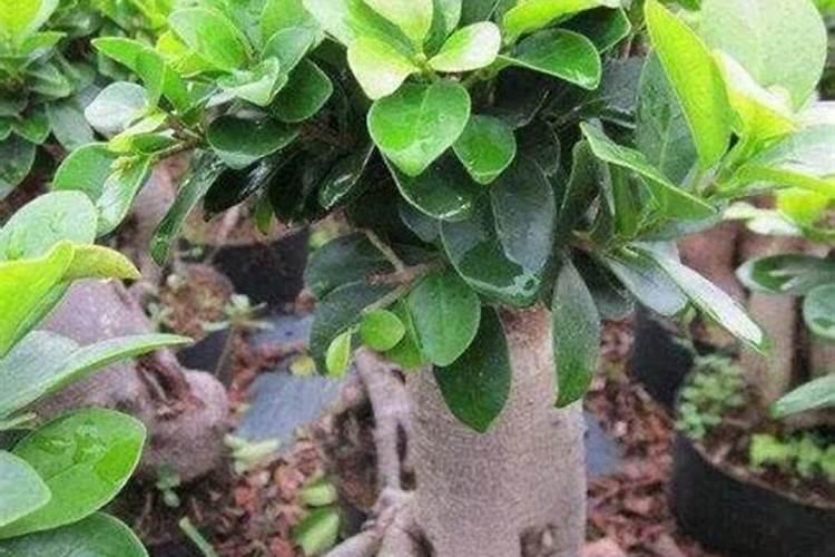 榕树施什么肥让叶茂盛