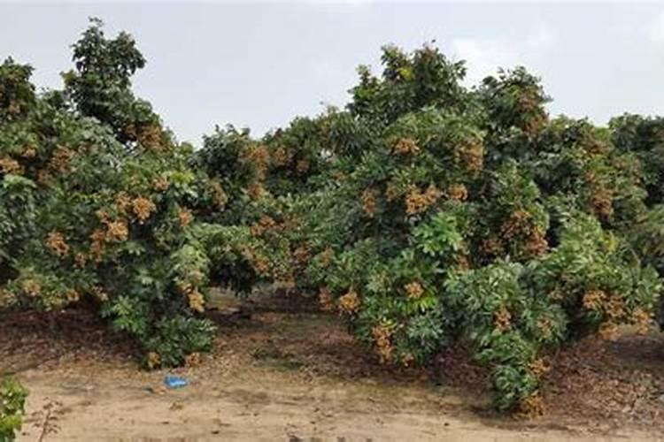 玉米什么时候追施肥最好