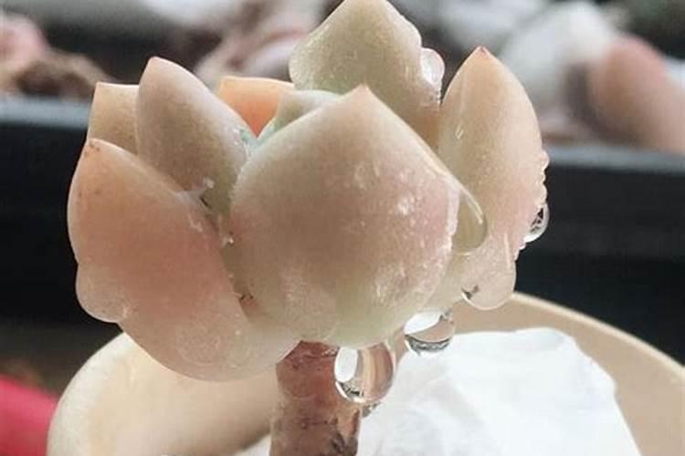 养花黄豆消除臭味的方法 正确使用黄豆肥没有异味的方法