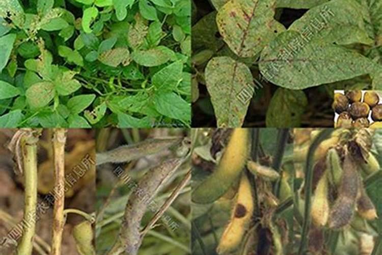 黄豆怎么种植方法