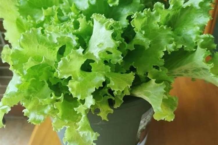 生菜追肥可以用尿素吗