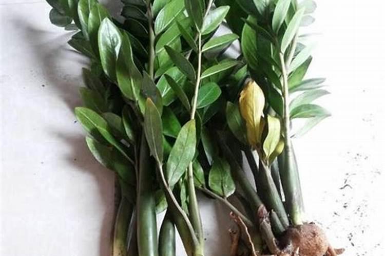 龙眼树定植2年后施哪些肥？