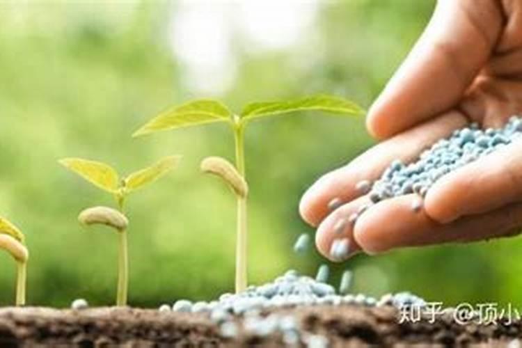 种花多久施一次肥 花草需施肥几次？