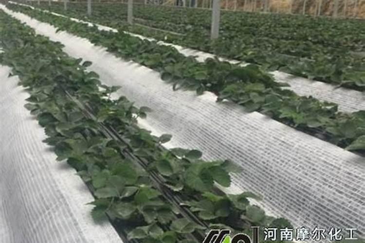 草莓种植用什么肥料好 草莓加什么肥料