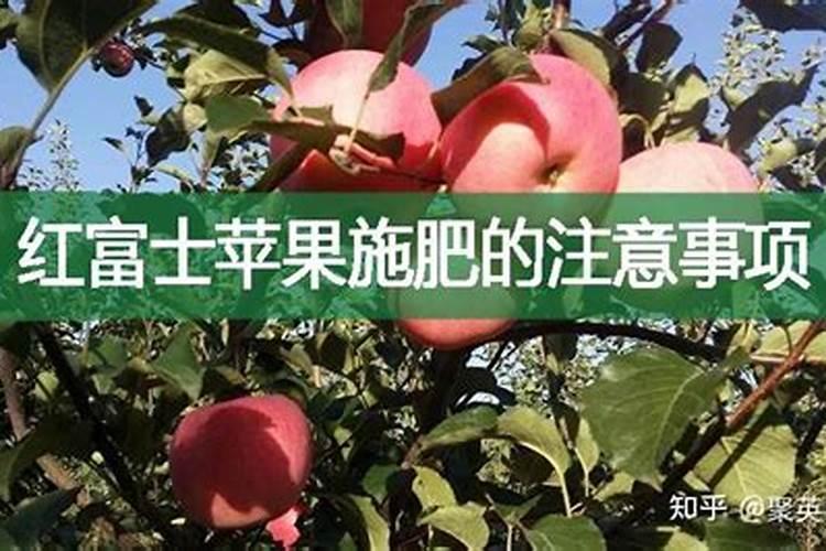 苹果盆栽水肥管理方法 苹果盆栽如何进行水肥管理