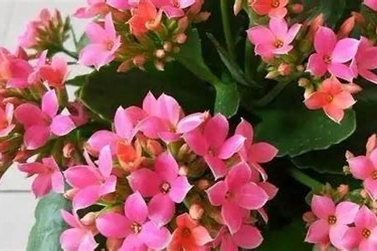 盆栽花卉用什么肥料比较好？哪些肥料生根壮根肥效好？