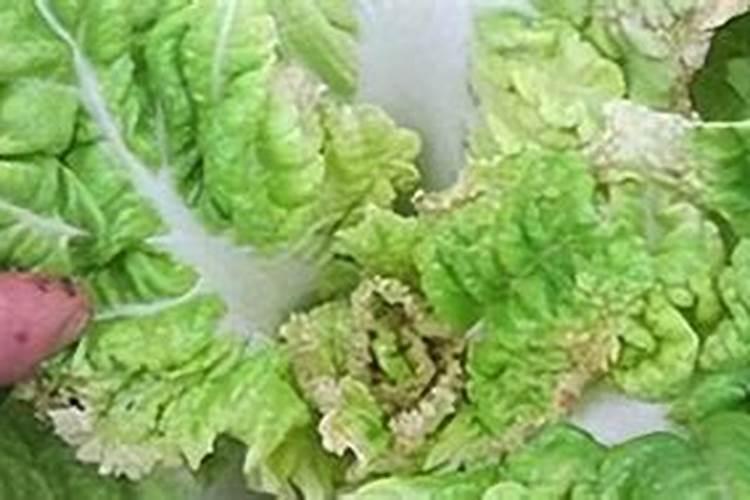 草莓施钙肥过多会造成什么影响？草莓缺钙肥应如何补救？
