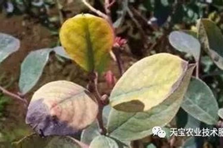 西瓜施肥时间及方法
